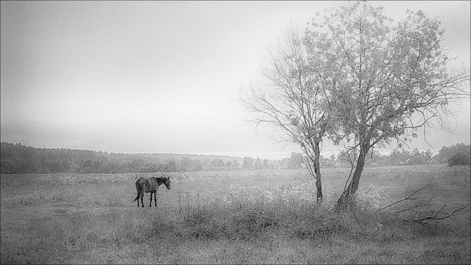 "Or I dream il fancies me..."